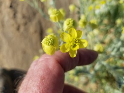 Baileya pauciradiata, photographed by Bob Miller