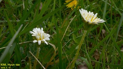 Taraxacum coreanum, photographed by Kim, Hyun-tae