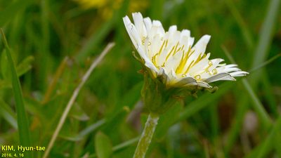 Taraxacum coreanum, photographed by Kim, Hyun-tae