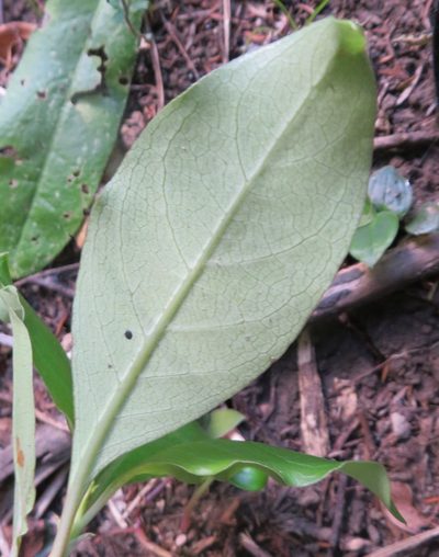 Coprosma macrocarpa, photographed by Jenny Christianson