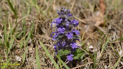 Ajuga multiflora, photographed by Kim, Hyun-tae