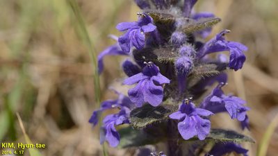 Ajuga multiflora, photographed by Kim, Hyun-tae