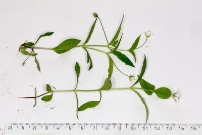 Pseudostellaria europaea, photographed by Drepanostoma
