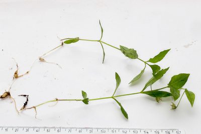 Pseudostellaria europaea, photographed by Drepanostoma