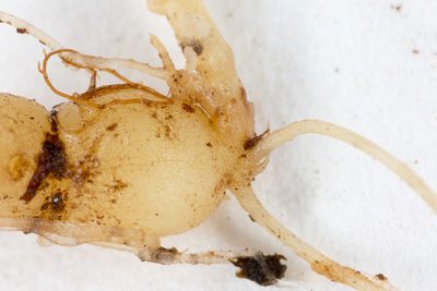 Pseudostellaria europaea, photographed by Drepanostoma