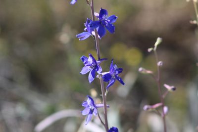 Delphinium scaposum, photographed by Eliseo D Moreno