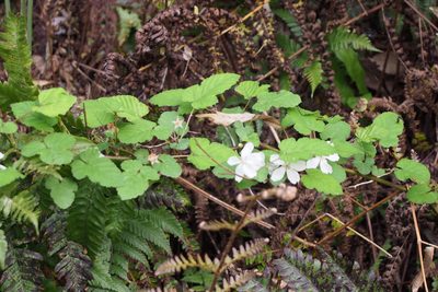 Rubus microphyllus, photographed by harum.koh