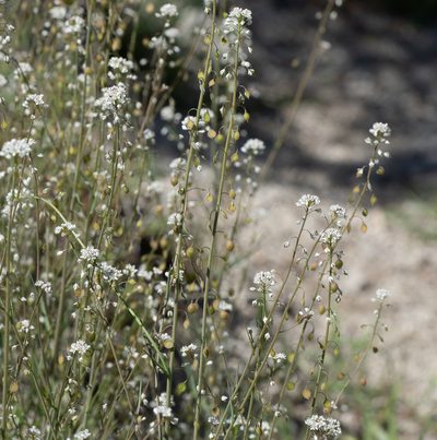 Thysanocarpus laciniatus, photographed by Jesse Rorabaugh