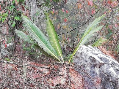 Dioon edule, photographed by Sandino Guerrero