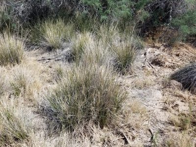 Juncus cooperi, photographed by Bob Miller