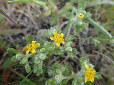 Eriophyllum multicaule, photographed by rockybajada