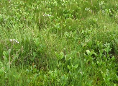 Carex appropinquata, photographed by Ilya Filippov