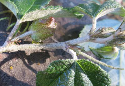 Passiflora pinnatistipula, photographed by Alice Shanks