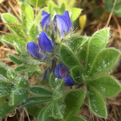 Lupinus gussoneanus, photographed by Andre Hosper