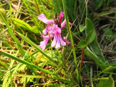 Striga bilabiata, photographed by Peter Warren