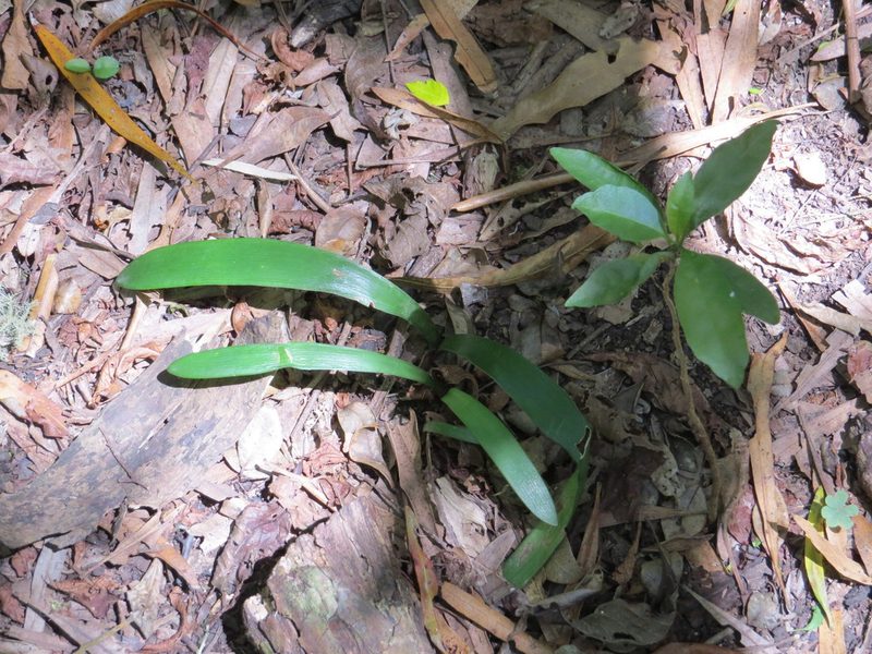 Hippeastrum petiolatum, photographed by Leonel Roget