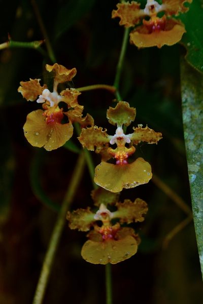 Trichocentrum luridum, photographed by Daniel Pineda Vera