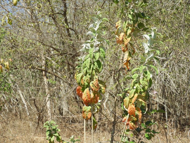 Croton sonorae, photographed by Francisco Farriols Sarabia