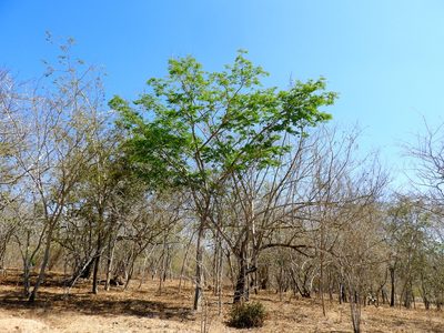 Libidibia sclerocarpa, photographed by Francisco Farriols Sarabia