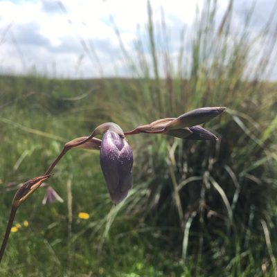 Gladiolus papilio, photographed by Michelle Pretorius