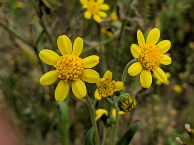 Monolopia stricta, photographed by Ken-ichi Ueda