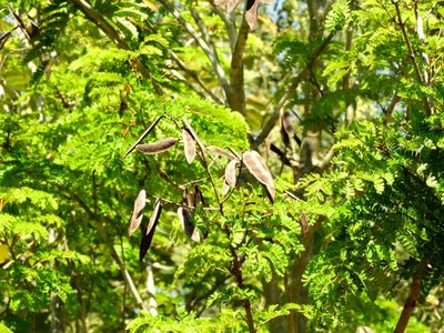 Coulteria platyloba, photographed by Francisco Farriols Sarabia