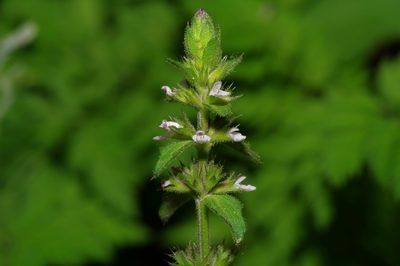 Stachys eremicola, photographed by Michelle W. （鍾偉瑋）