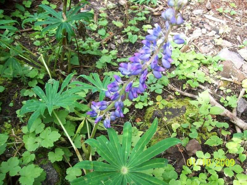 Lupinus elegans, photographed by Oscar C. González Martínez