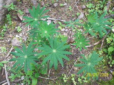 Lupinus elegans, photographed by Oscar C. González Martínez