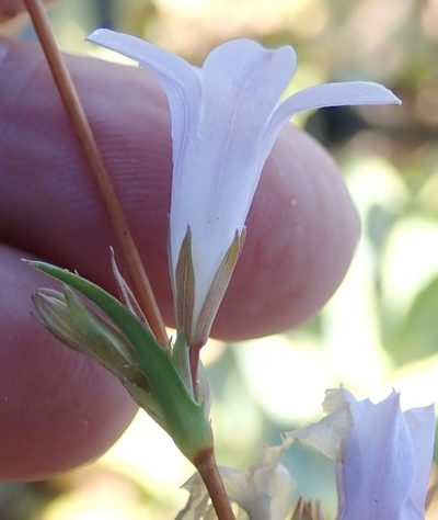Prismatocarpus candolleanus, photographed by Nicola van Berkel