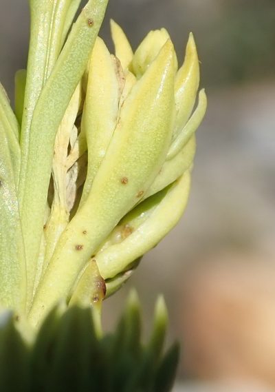 Thesium penicillatum, photographed by Nicola van Berkel