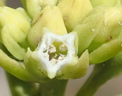 Thesium penicillatum, photographed by Nicola van Berkel