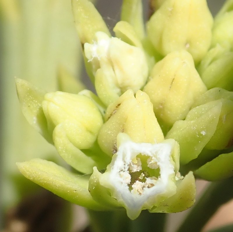 Thesium penicillatum, photographed by Nicola van Berkel