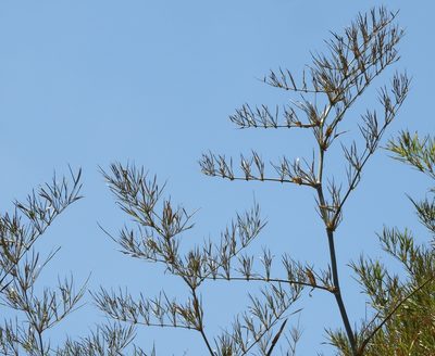 Guadua paniculata, photographed by Francisco Farriols Sarabia