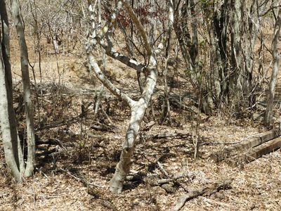 Bursera bipinnata, photographed by Francisco Farriols Sarabia