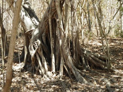 Ficus cotinifolia, photographed by Francisco Farriols Sarabia