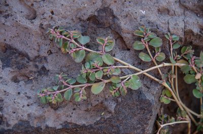 Euphorbia dallachyana, photographed by Terra Occ