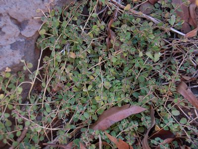 Euphorbia dallachyana, photographed by Terra Occ