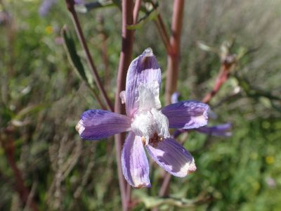 Delphinium recurvatum, photographed by rockybajada