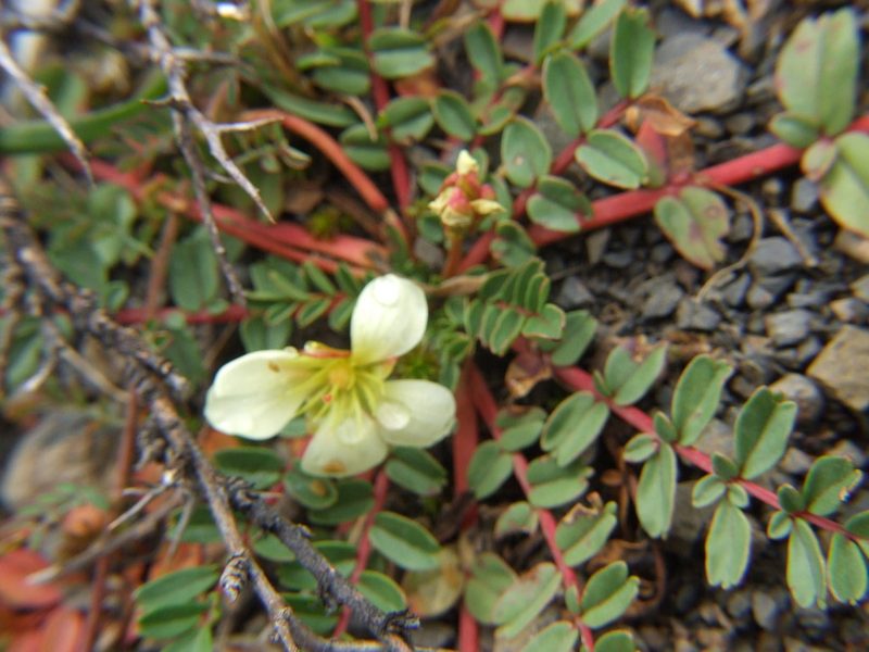 Hypseocharis bilobata, photographed by cstobie