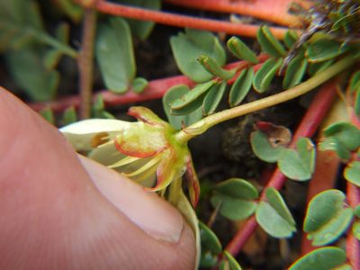 Hypseocharis bilobata, photographed by cstobie