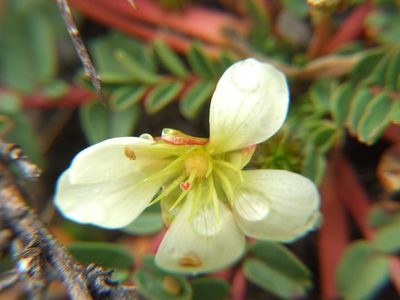 Hypseocharis bilobata, photographed by cstobie