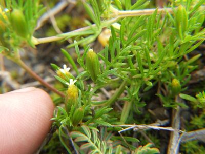 Tagetes filifolia, photographed by cstobie
