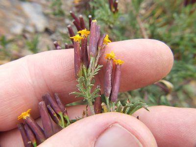 Tagetes multiflora, photographed by cstobie