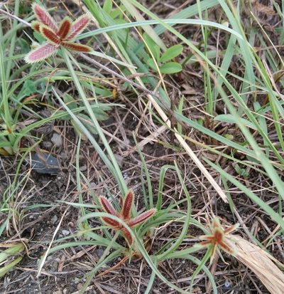 Cyperus rubicundus, photographed by Henry de Lange
