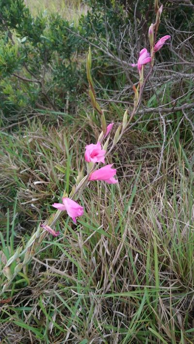 Gladiolus ochroleucus, photographed by Henry de Lange