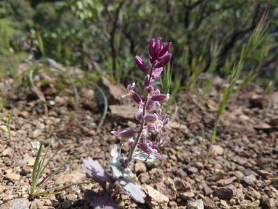 Streptanthus hispidus, photographed by Jamie Carter