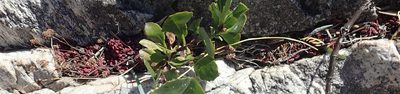 Crassula pubescens, photographed by Nicola van Berkel