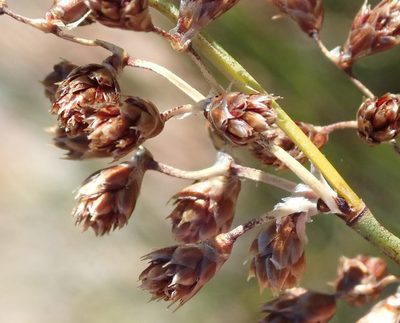 Cannomois scirpoides, photographed by Nicola van Berkel