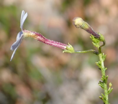 Jamesbrittenia aspalathoides, photographed by Nicola van Berkel